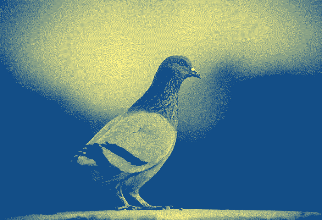 un pigeon