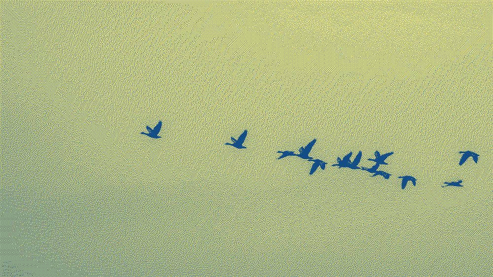 Des oiseaux en migration