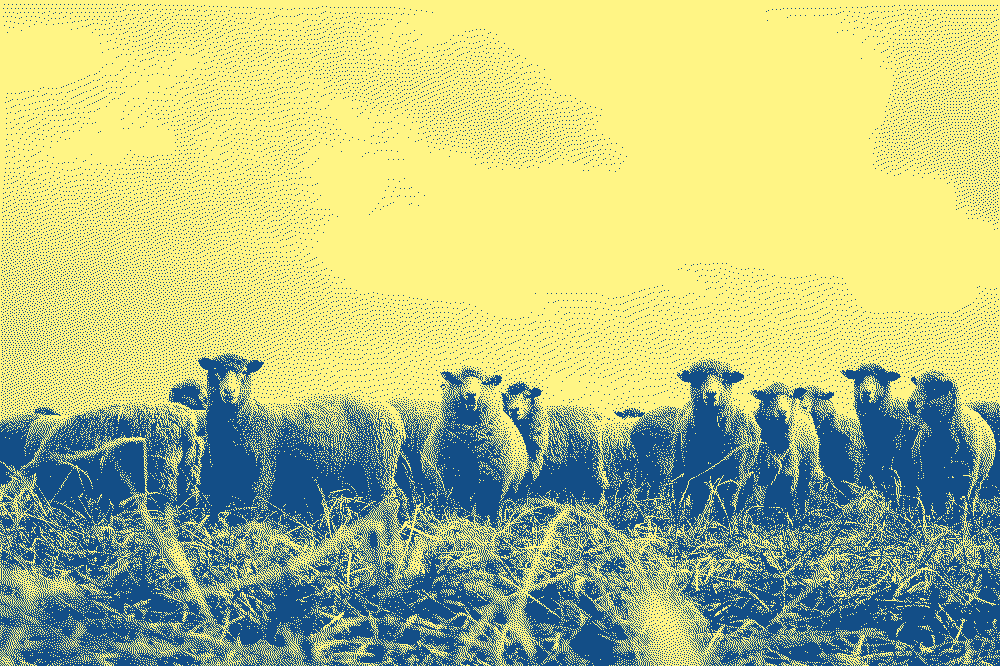 une image de moutons qui vous regardent