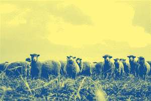 une image de moutons qui vous regardent